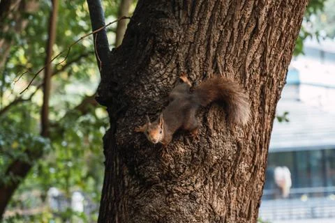Red squirrel climbing down a log looking at the camera. Sciurus vulgaris. Campo Stock Photos