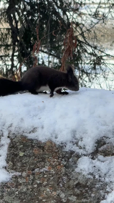 Red squirrel climbing down a pine tree onto the snow in Switzerland Vídeos de archivo 306362828