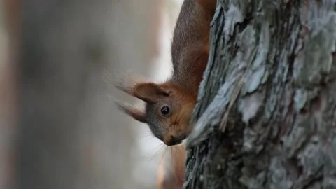 Red Squirrel Climbing Down Pine Tree Trunk Headfirst Stock Footage 344051174
