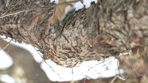 Red Squirrel Climbing Down Snow-Covered Tree Trunk in Winter Stock Footage 336334475
