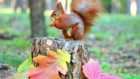 Red squirrel climbing down from stump among autumn leaves Stock Footage 319067750