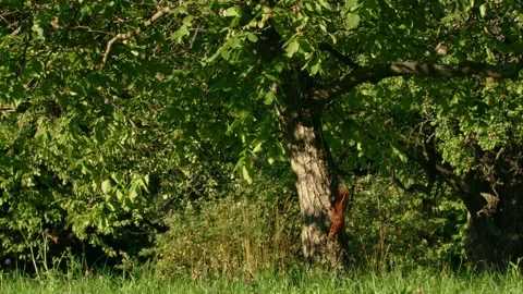 Red squirrel climbing down a tree Stock Footage 311364359