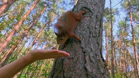 Red squirrel climbing down tree to human hand in forest Stock Footage 317816452