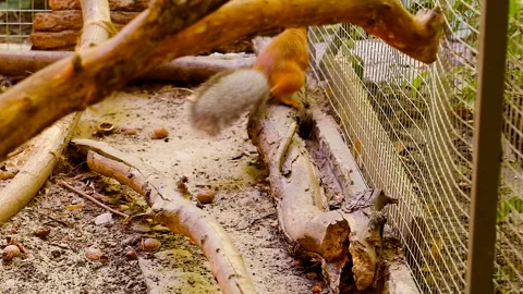 Red squirrel climbing on a log. Stock Footage 341110016