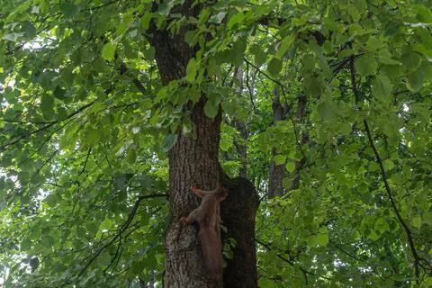 Red squirrel climbing up a mossy tree trunk in a summer park close up, cute.. 스톡 사진