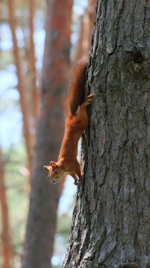 Red Squirrel Climbing Pine Tree Trunk in Forest Stock Footage 315065201