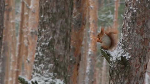 Red Squirrel Climbing Snow Covered Pine Tree Trunk In Winter Forest Stock Footage 343793442