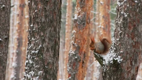 Red Squirrel Climbing Snowy Pine Tree Trunk Stock Footage 330733412