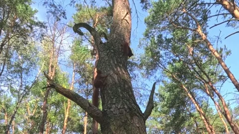 Red squirrel climbing up tall pine tree in forest habitat Video stock 316601284