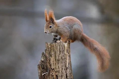 Red squirrel climbing on tree in autumn environment Stock Photos