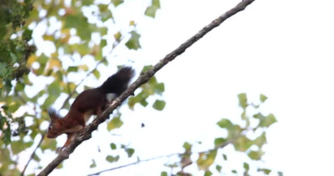 Red Squirrel climbing on a tree branch and destroying bark slow motion Stock Footage 239100046
