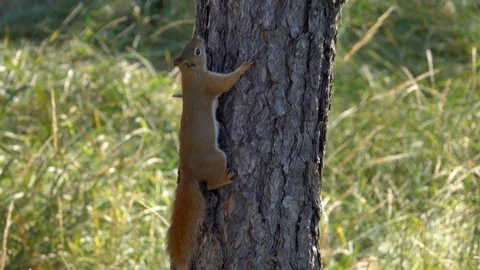 Red Squirrel Climbing a Tree Stock Footage 119082242