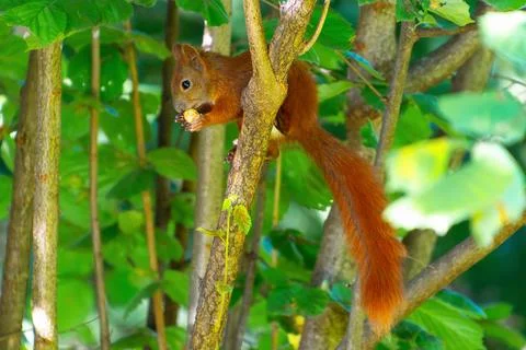 Red squirrel climbing tree with nut in lush green forest Stock Photos