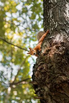Red Squirrel climbing up in a tree... Stock Photos