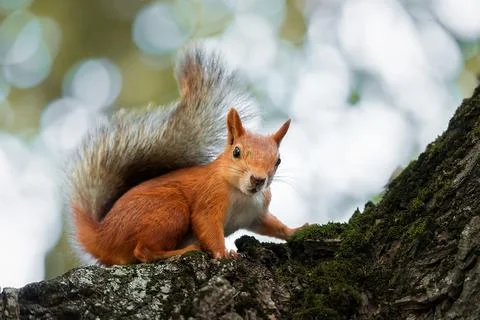 Red Squirrel climbing up in a tree... Stock Photos