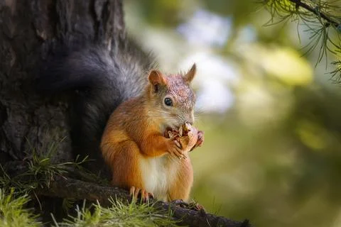 Red Squirrel climbing up in a tree... Stock Photos