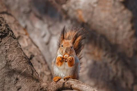 Red Squirrel climbing up in a tree Stock Photos
