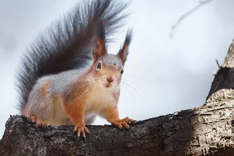 Red Squirrel climbing up in a tree. Stock Photos