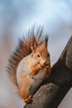 Red Squirrel climbing up in a tree Stock Photos