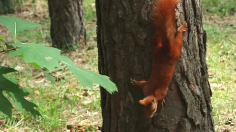 Red squirrel climbing tree trunk in natural forest environment Stockbeeldmateriaal 313355363