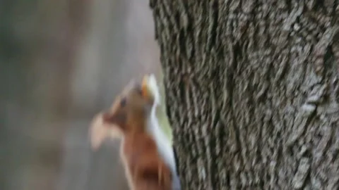 Red squirrel climbing up tree trunk with food in mouth in lush green forest.. Stock Footage 339783456