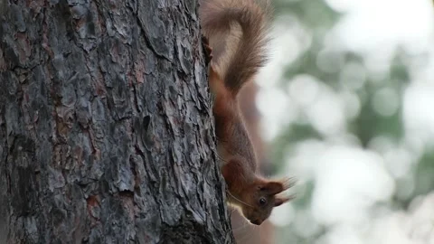 Red Squirrel Climbing Tree Trunk With Bushy Tail Raised Stock Footage 344051184