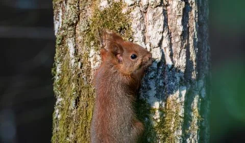 Red squirrel climbing tree trunk in natural forest habitat Foto stock