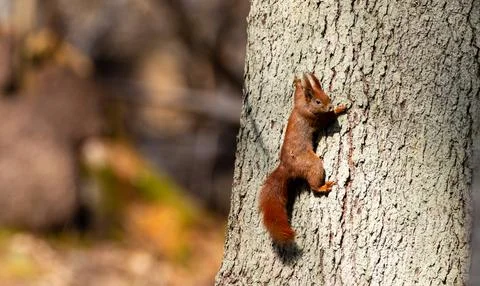 Red squirrel climbing tree trunk in sunny forest Stock Photos