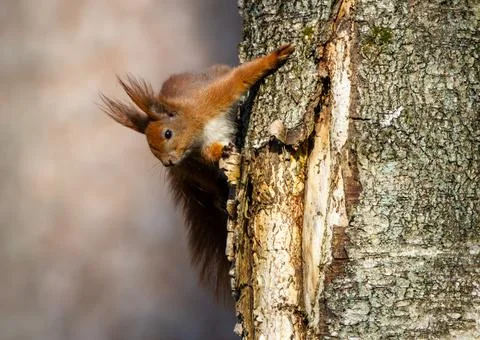 Red squirrel climbing tree trunk looking curious Stock Photos