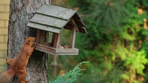 Red Squirrel Climbing Tree To Wooden Bird Feeder 스톡 동영상 344991147