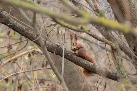 Red Squirrel climbing up in a tree.Squirrel in its natural habitat. Stock Photos