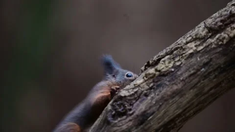 Red squirrel climbs on dead branch and searches for hidden hazelnuts Stock Footage 231983929