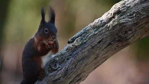 Red squirrel climbs on dead branch and eats hidden hazelnuts Stock Footage 252971687
