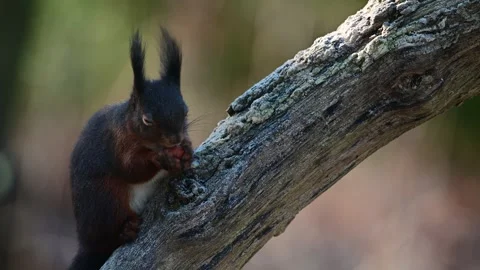 Red squirrel climbs on dead branch and eats hidden hazelnuts Stock Footage 252971742