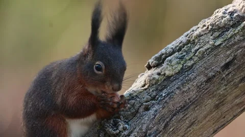 Red squirrel climbs on dead branch and eats hidden hazelnuts Stock Footage 252971814