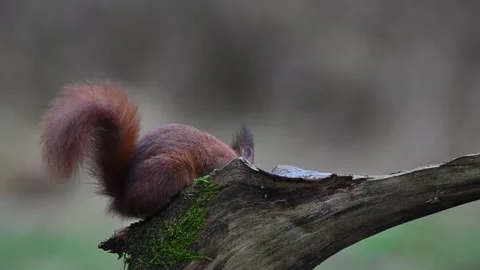 Red squirrel climbs on dead branch and searches for hidden hazelnuts Stock Footage 308579456