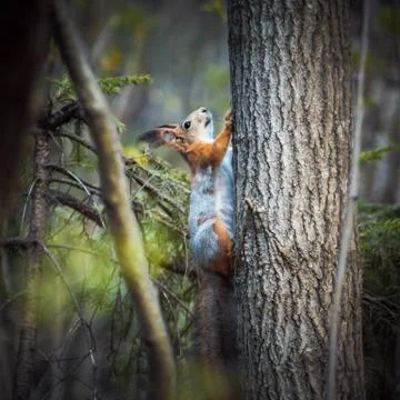 Red squirrel climbs a tree in the forest on a green background. Stock Photos