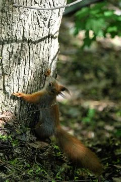 Red squirrel climbs a tree on a summer day in the sun Stock Photos