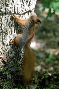 Red squirrel climbs a tree on a summer day in the sun Stock Photos