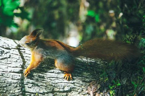 Red squirrel climbs a tree on a summer day in the sun Foto stock