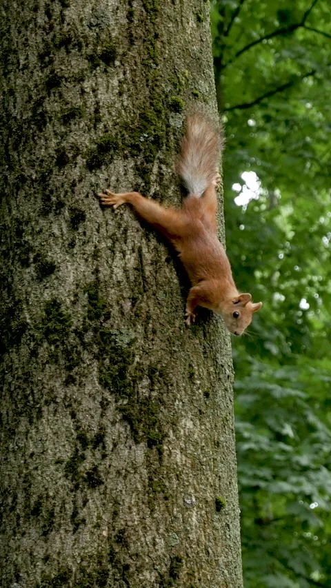 Red Squirrel Clinging Head Down On Tree Trunk Vertical Stock Footage 340234641
