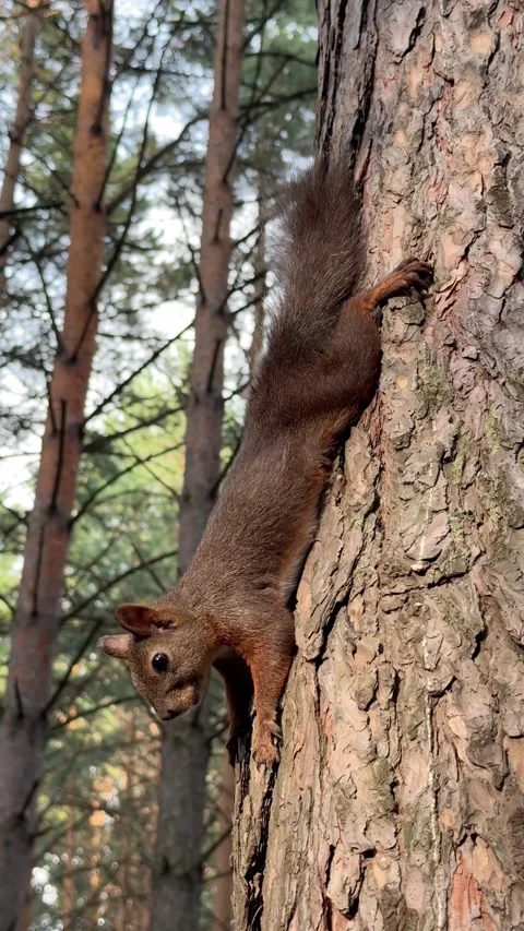 A red squirrel clinging head-down to a pine trunk. Vertical 4K footage Stock Footage 340958374