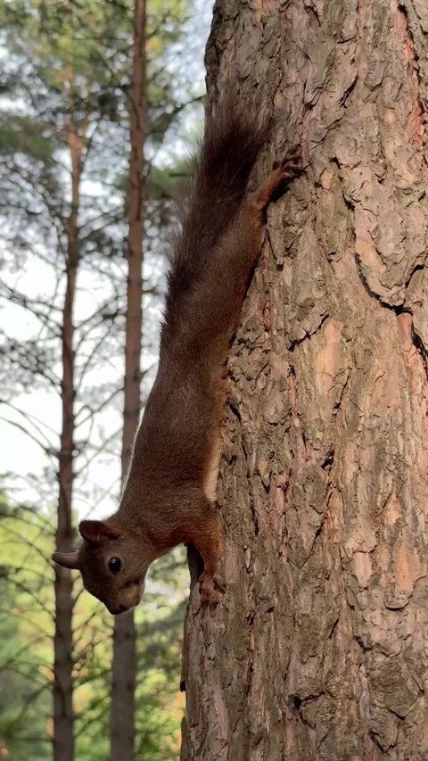 A red squirrel clinging head-down to a pine trunk. Vertical 4K footage Stock Footage 340958385