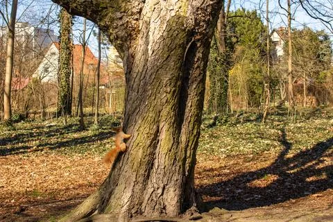 A red squirrel clings to the side of a large tree trunk in a sunlit forest... Stock-Fotos