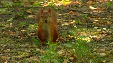 Red squirrel close up Stock Footage 11446416
