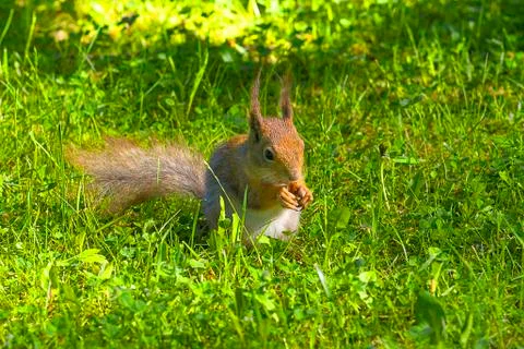 Red squirrel Close-up Stock Photos