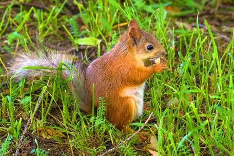 Red squirrel Close-up Stock Photos