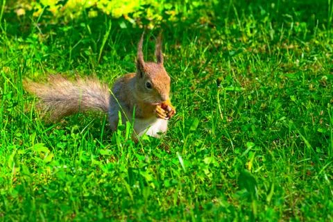 Red squirrel Close-up Stock Photos