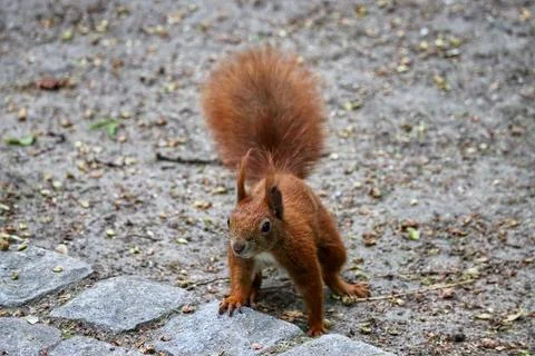 Red squirrel close up Stock Photos