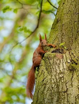 Red squirrel close up on tree city park on blurred background. Fotos Stock